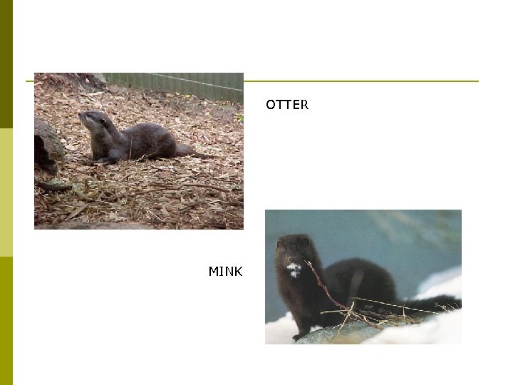 OTTER MINK 