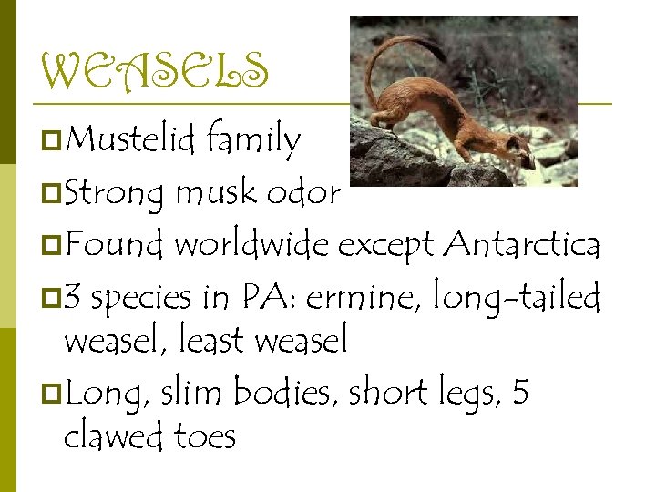 WEASELS p. Mustelid family p. Strong musk odor p. Found worldwide except Antarctica p