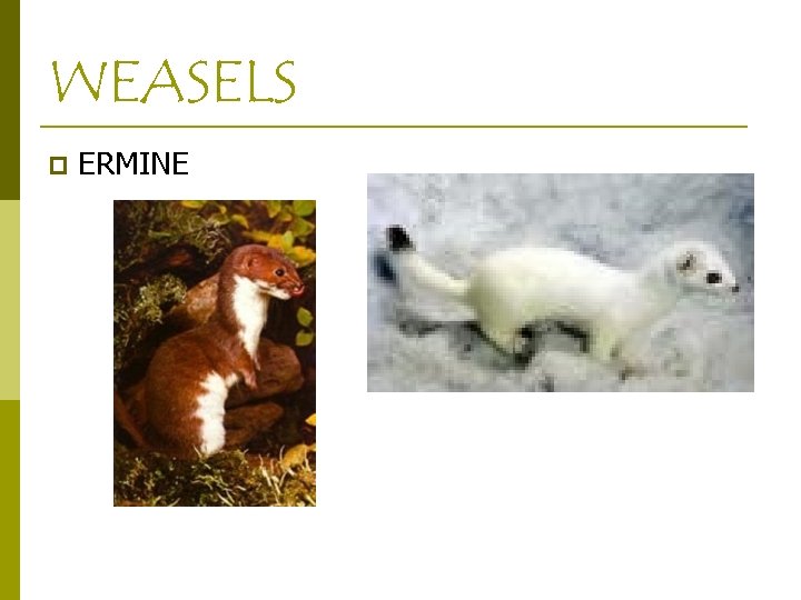 WEASELS p ERMINE 