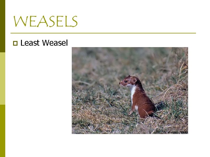 WEASELS p Least Weasel 