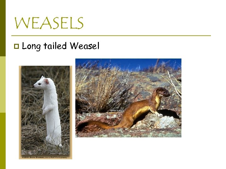 WEASELS p Long tailed Weasel 