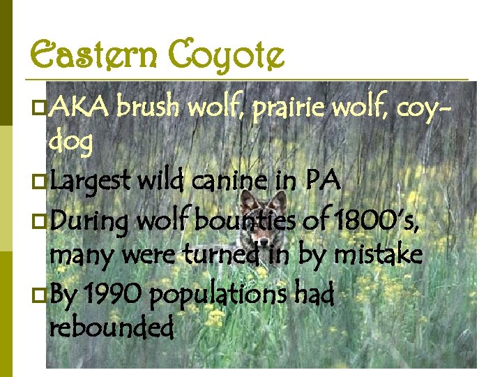 Eastern Coyote p. AKA brush wolf, prairie wolf, coy- dog p. Largest wild canine