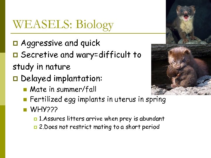 WEASELS: Biology Aggressive and quick p Secretive and wary=difficult to study in nature p