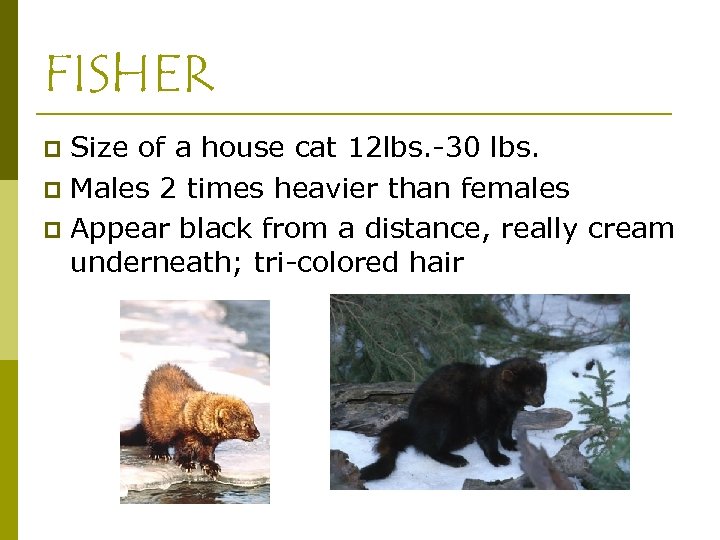 FISHER Size of a house cat 12 lbs. -30 lbs. p Males 2 times