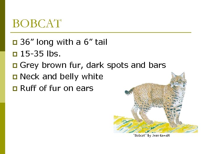 BOBCAT 36” long with a 6” tail p 15 -35 lbs. p Grey brown