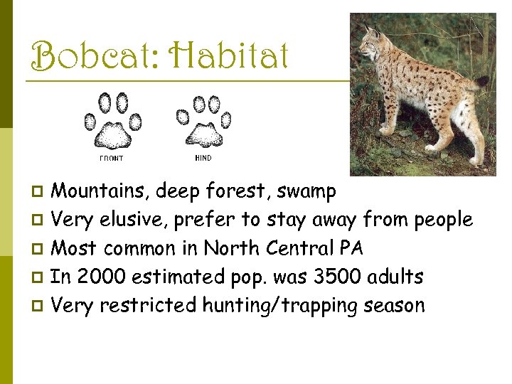 Bobcat: Habitat Mountains, deep forest, swamp p Very elusive, prefer to stay away from