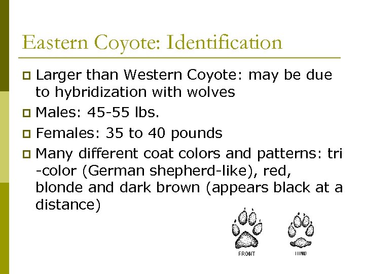 Eastern Coyote: Identification Larger than Western Coyote: may be due to hybridization with wolves