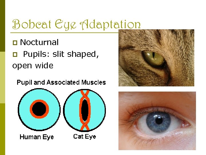 Bobcat Eye Adaptation Nocturnal p Pupils: slit shaped, open wide p 