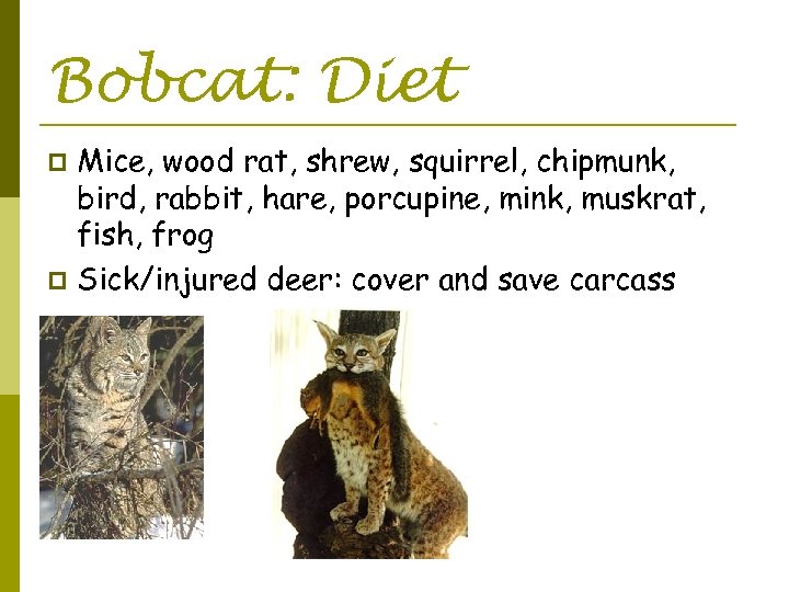 Bobcat: Diet Mice, wood rat, shrew, squirrel, chipmunk, bird, rabbit, hare, porcupine, mink, muskrat,