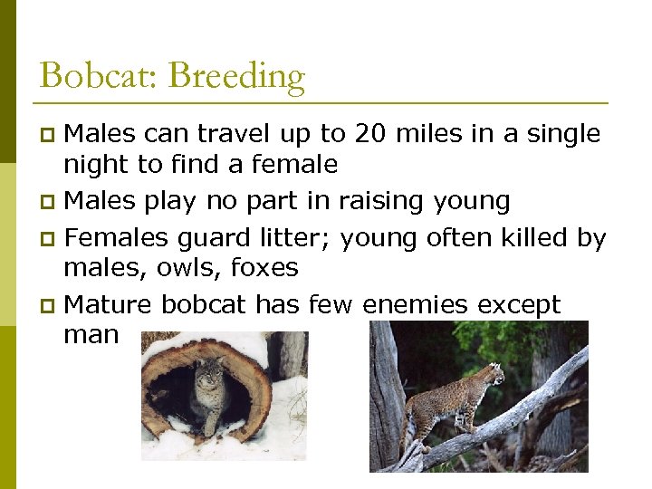 Bobcat: Breeding Males can travel up to 20 miles in a single night to