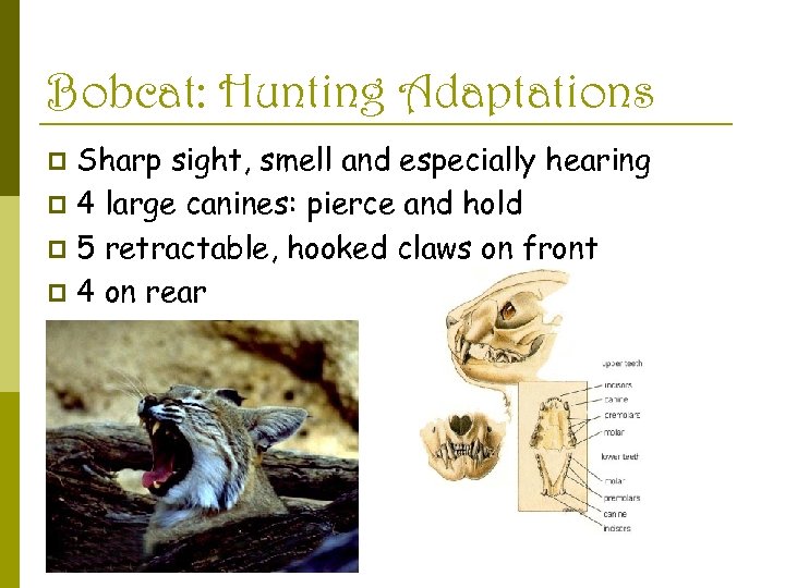 Bobcat: Hunting Adaptations Sharp sight, smell and especially hearing p 4 large canines: pierce