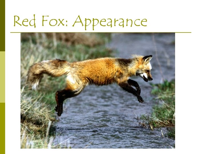 Red Fox: Appearance 