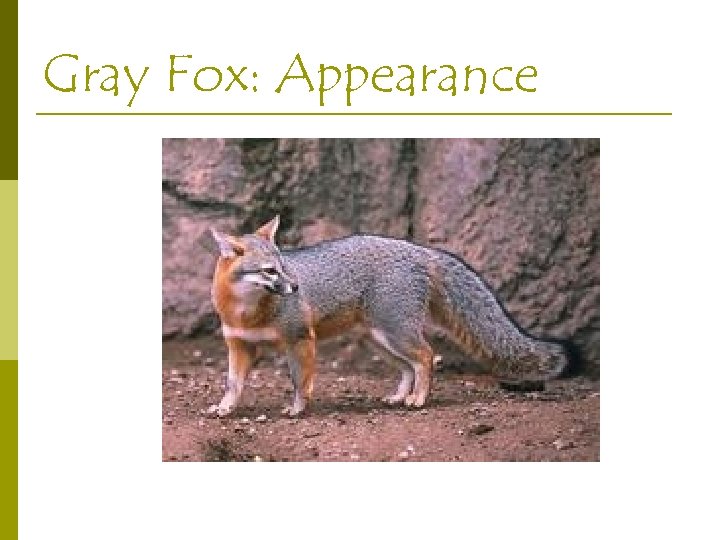 Gray Fox: Appearance 