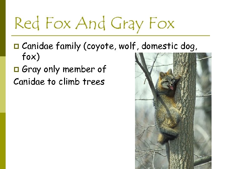 Red Fox And Gray Fox Canidae family (coyote, wolf, domestic dog, fox) p Gray