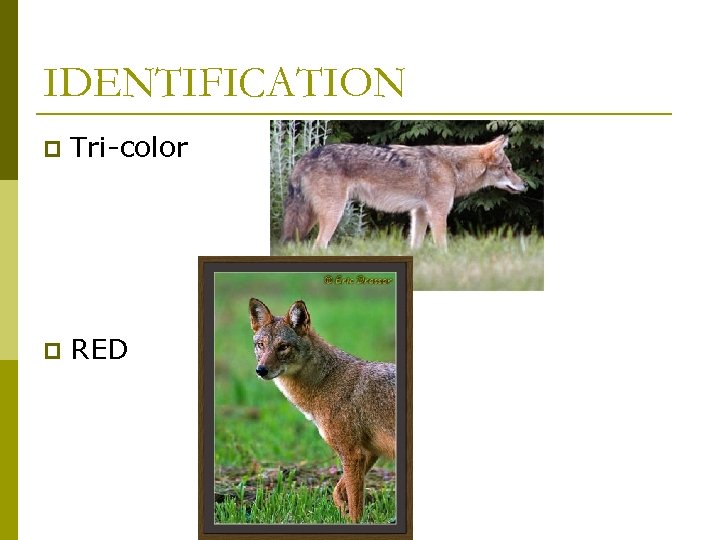 IDENTIFICATION p Tri-color p RED 