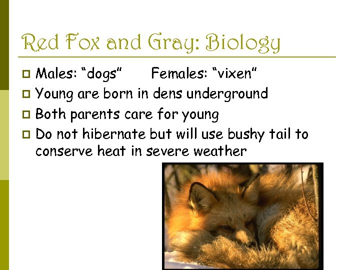 Red Fox and Gray: Biology Males: “dogs” Females: “vixen” p Young are born in