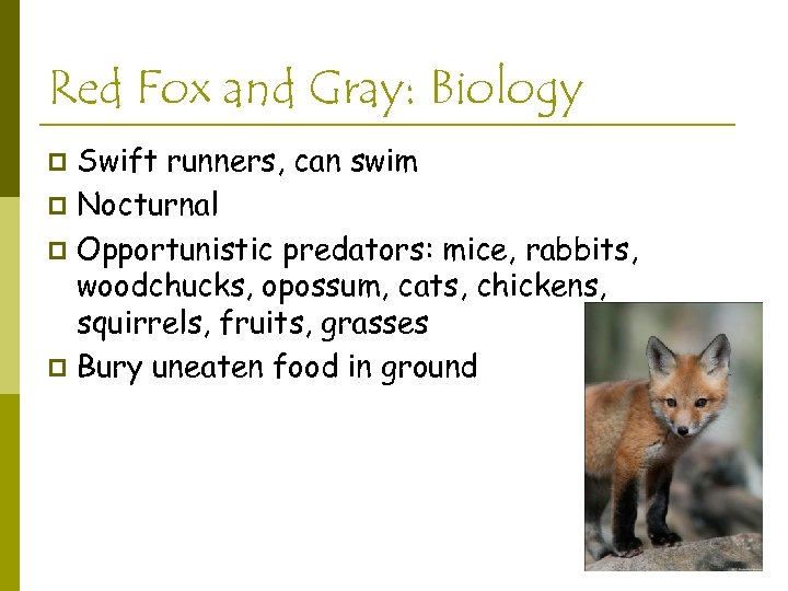 Red Fox and Gray: Biology Swift runners, can swim p Nocturnal p Opportunistic predators: