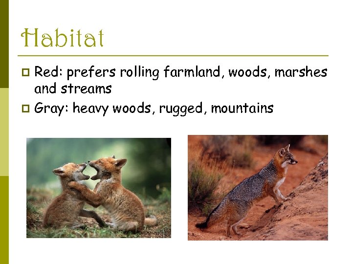 Habitat Red: prefers rolling farmland, woods, marshes and streams p Gray: heavy woods, rugged,