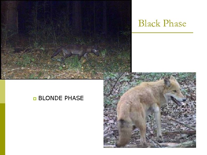 Black Phase p BLONDE PHASE 