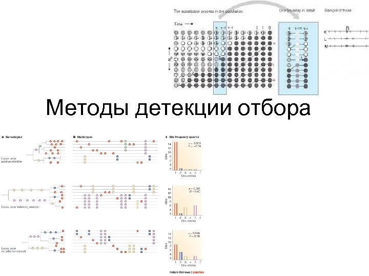 Методы детекции отбора 