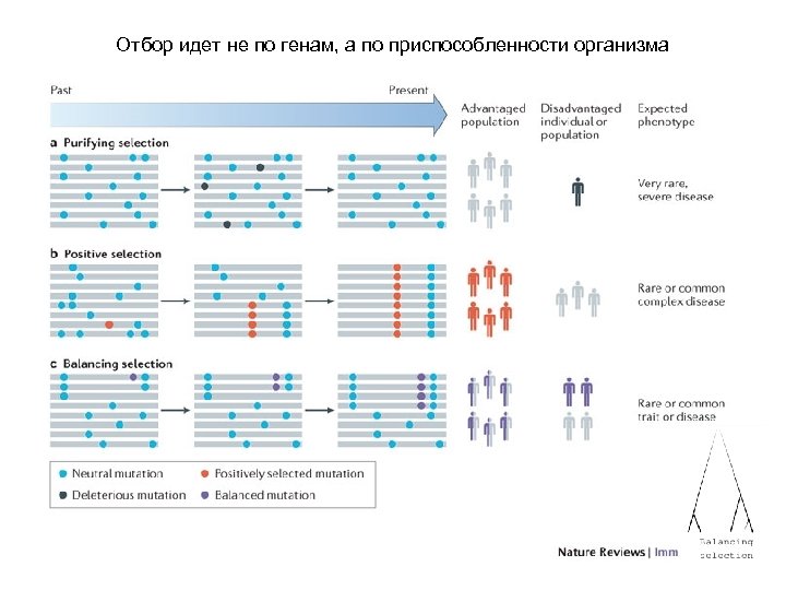 Отбор идет не по генам, а по приспособленности организма 