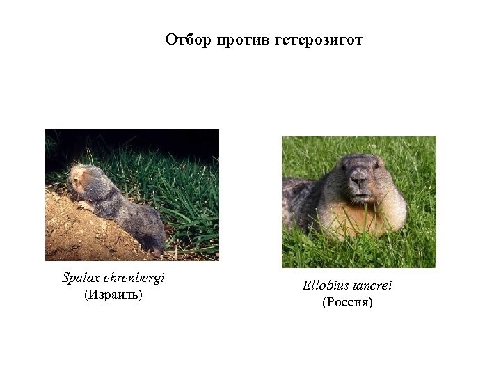 Отбор против гетерозигот Spalax ehrenbergi (Израиль) Ellobius tancrei (Россия) 