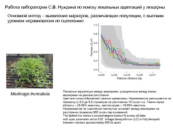 Работа лаборатории С. В. Нуждина по поиску локальных адаптаций у люцерны Основной метод –