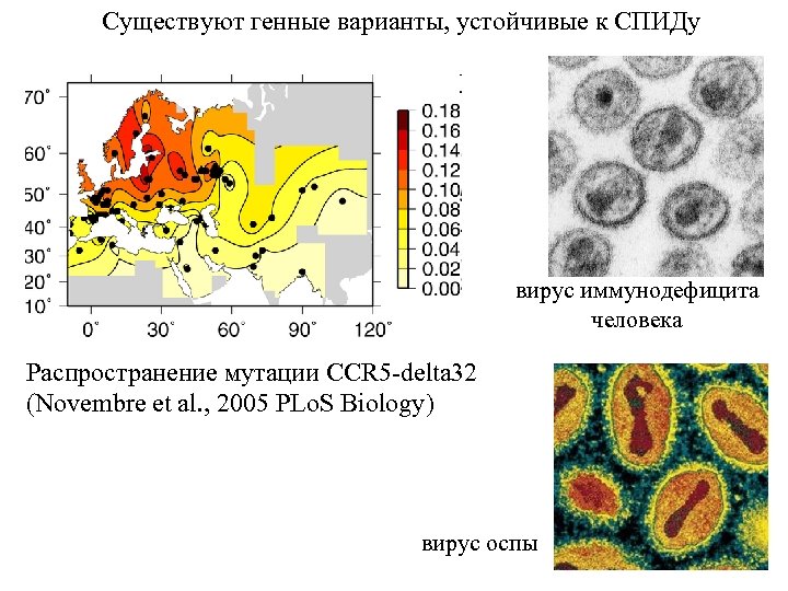 Существуют генные варианты, устойчивые к СПИДу вирус иммунодефицита человека Распространение мутации ССR 5 -delta