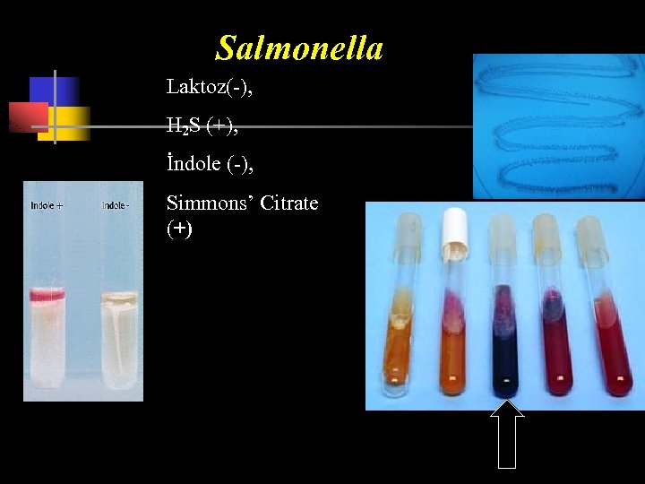 Salmonella Laktoz(-), H 2 S (+), İndole (-), Simmons’ Citrate (+) 