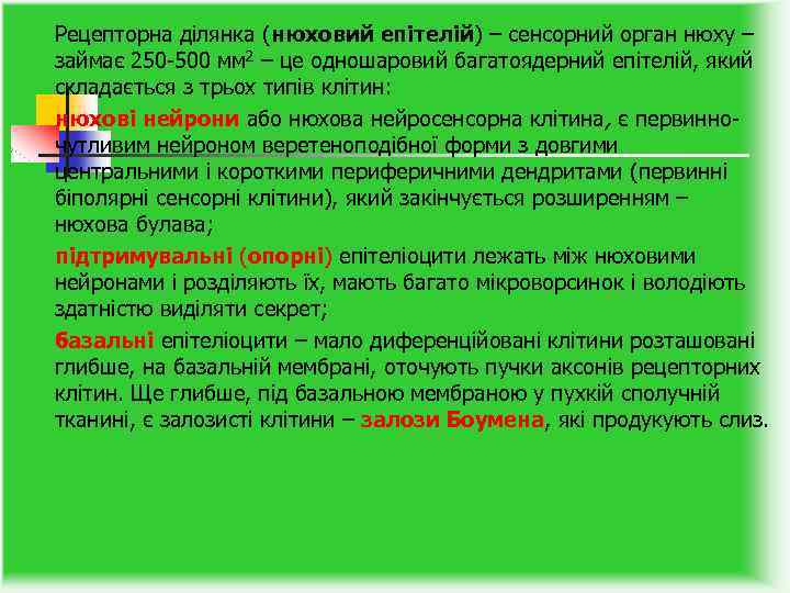 Рецепторна ділянка (нюховий епітелій) – сенсорний орган нюху – займає 250 -500 мм 2