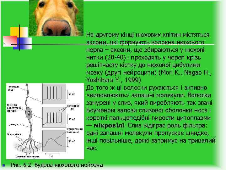 На другому кінці нюхових клітин містяться аксони, які формують волокна нюхового нерва – аксони,