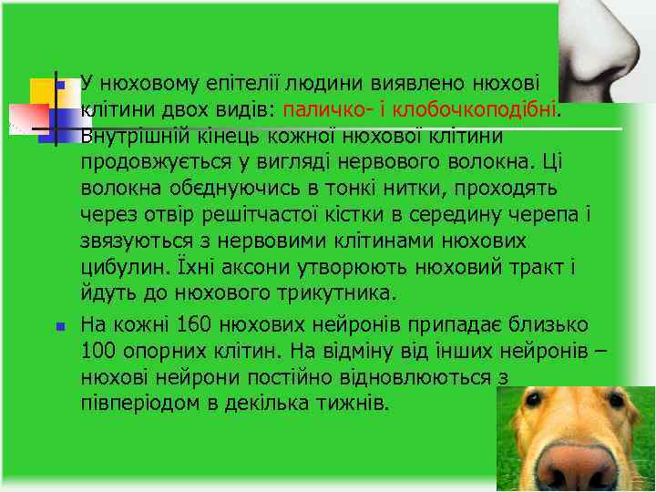 n n У нюховому епітелії людини виявлено нюхові клітини двох видів: паличко- і клобочкоподібні.