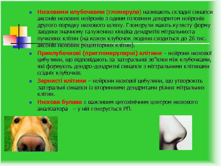 n n Нюховими клубочками (гломерула) називають складні синапси аксонів нюхових нейронів з одним головним