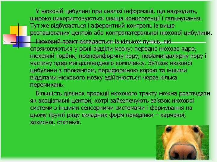  У нюховій цибулині при аналізі інформації, що надходить, широко використовуються явища конвергенції і