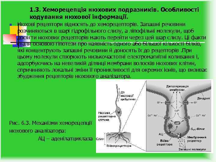 1. 3. Хеморецепція нюхових подразників. Особливості кодування нюхової інформації. n Нюхові рецептори відносять до