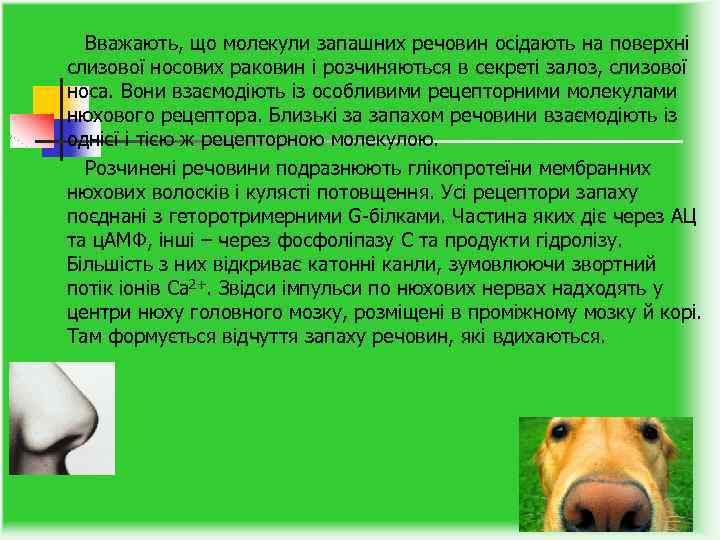  Вважають, що молекули запашних речовин осідають на поверхні слизової носових раковин і розчиняються