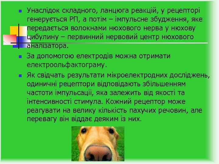 n n n Унаслідок складного, ланцюга реакцій, у рецепторі генерується РП, а потім –