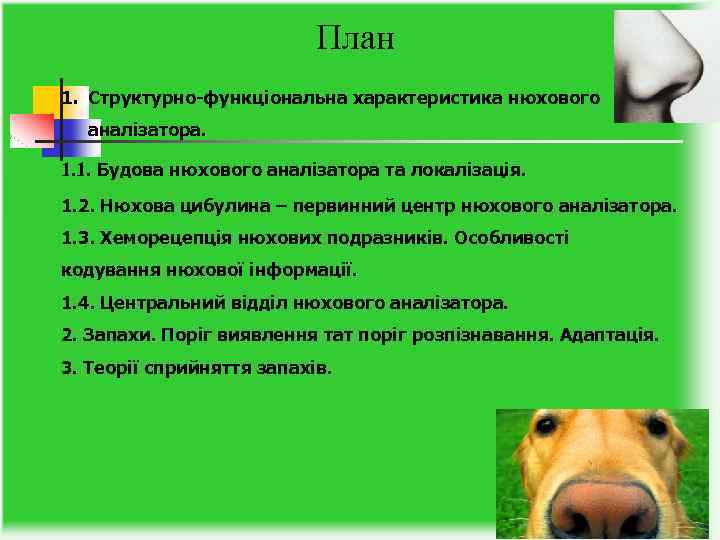 План 1. Структурно-функціональна характеристика нюхового аналізатора. 1. 1. Будова нюхового аналізатора та локалізація. 1.