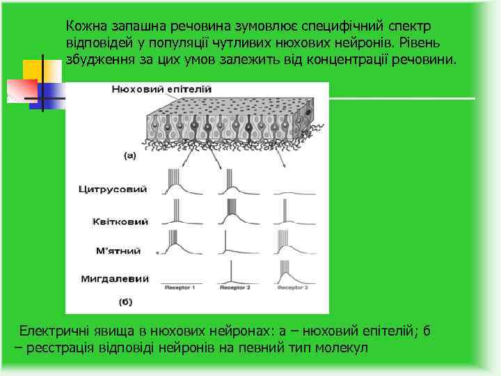 Кожна запашна речовина зумовлює специфічний спектр відповідей у популяції чутливих нюхових нейронів. Рівень збудження