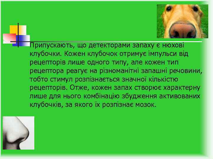 Припускають, що детекторами запаху є нюхові клубочки. Кожен клубочок отримує імпульси від рецепторів лише