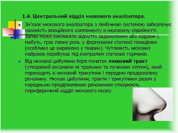 1. 4. Центральний відділ нюхового аналізатора. n n Зв’язок нюхового аналізатора з лімбічною системою