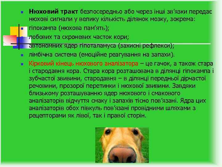 n n n Нюховий тракт безпосередньо або через інші зв’язки передає нюхові сигнали у