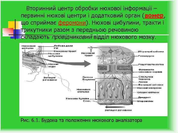  Вторинний центр обробки нюхової інформації – первинні нюхові центри і додатковий орган (вомер,