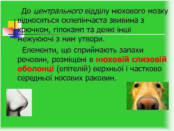 До центрального відділу нюхового мозку відносяться склепінчаста звивина з крючком, гіпокамп та деякі інші