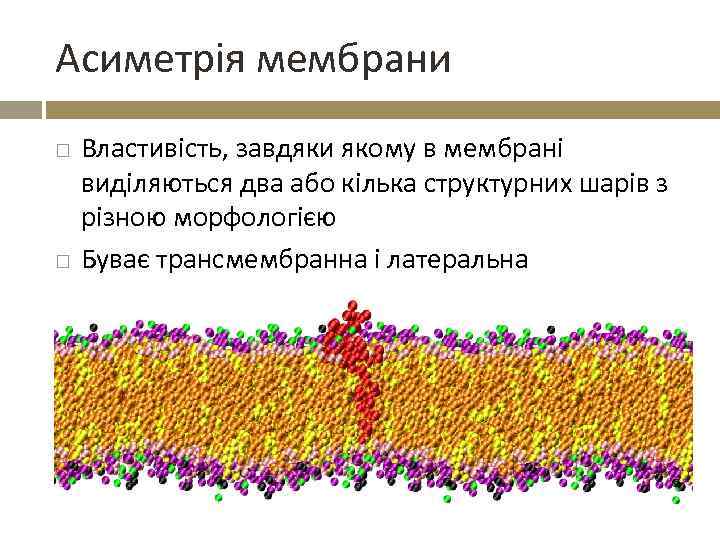 Асиметрія мембрани Властивість, завдяки якому в мембрані виділяються два або кілька структурних шарів з