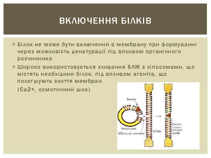 ВКЛЮЧЕННЯ БІЛКІВ Білок не може бути включений в мембрану при формуванні через можливість денатурації