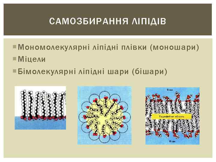 САМОЗБИРАННЯ ЛІПІДІВ Мономолекулярні ліпідні плівки (моношари) Міцели Бімолекулярні ліпідні шари (бішари) 