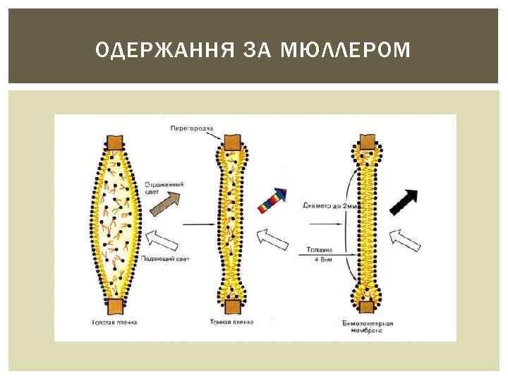 ОДЕРЖАННЯ ЗА МЮЛЛЕРОМ 