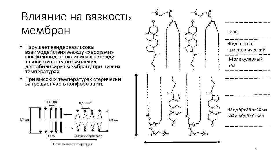 Функция фосфолипидов в мембране