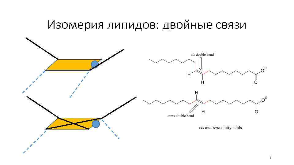 Изомерия липидов: двойные связи 9 